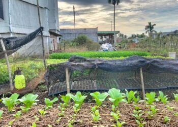Sambut Musim Kemarau Petani Sayur Menerapkan Metode Mulsa
