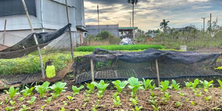 Sambut Musim Kemarau Petani Sayur Menerapkan Metode Mulsa