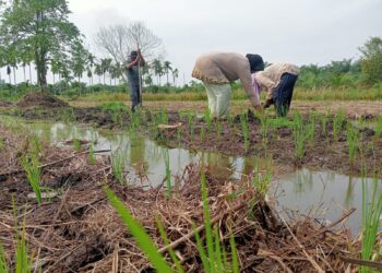 Tahap Penanaman Padi Lokal Unggulan Sabak Mulai Dilakukan
