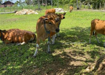 Puluhan Ekor Sapi di Tanjabtim Mati Mendadak