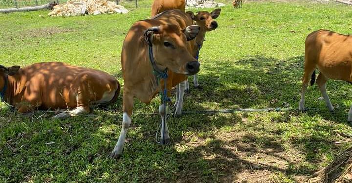 Puluhan Ekor Sapi di Tanjabtim Mati Mendadak