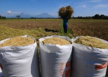 Tingginya Harga Gabah Kering di Tanjab Timur, Petani Mendapat Untung