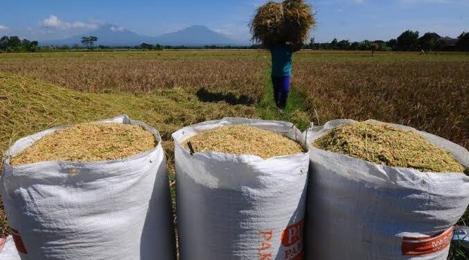 Tingginya Harga Gabah Kering di Tanjab Timur, Petani Mendapat Untung