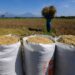 Tingginya Harga Gabah Kering di Tanjab Timur, Petani Mendapat Untung