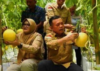 Bupati Dillah Hich dan Wakil Bupati Muslimin Tanja Panen Perdana Melon Premium Bersama Gubernur Jambi Dr. H. Al Haris