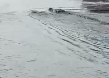 Ingin Ambil Bola Yang Jatuh Ke Sungai, Bocah Usia 13 Diterkam Buaya