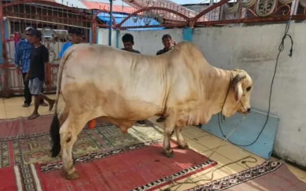 Wow…. Sapi Bantuan Presiden RI Yang Akan Disembelih di Tanjabtim Berbobot 805.5 Kg