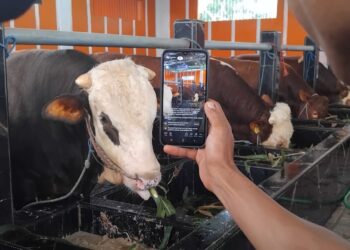 Digitalisasi Pasar Ternak: Disbunak Tanjab Timur Luncurkan ‘Sapi Online’ Lewat WhatsApp