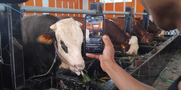 Digitalisasi Pasar Ternak: Disbunak Tanjab Timur Luncurkan ‘Sapi Online’ Lewat WhatsApp